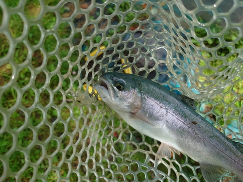 ニジマスの釣果