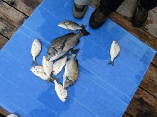 クロダイの釣果