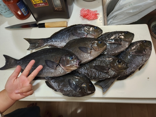 クロの釣果