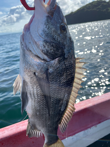 チヌの釣果