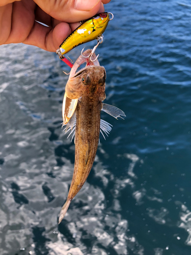 エソの釣果