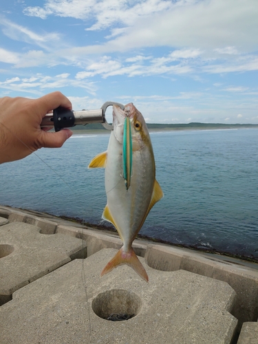 ショゴの釣果