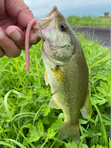 ラージマウスバスの釣果