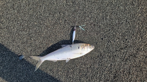 コノシロの釣果