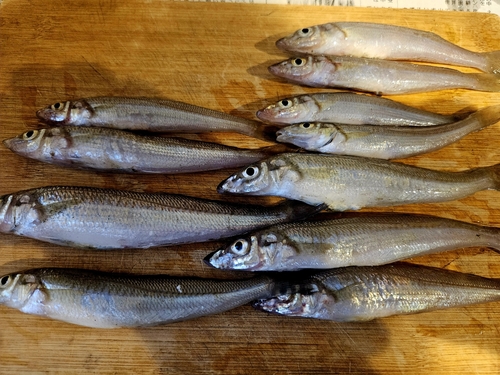 キスの釣果