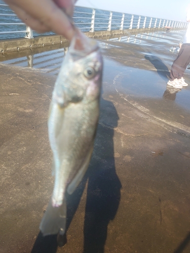 イシモチの釣果