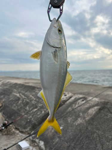 ワカシの釣果