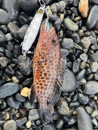 オオモンハタの釣果