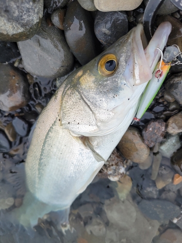 フッコ（マルスズキ）の釣果