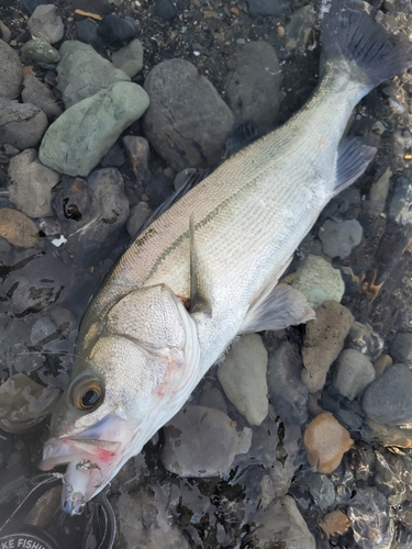 フッコ（マルスズキ）の釣果