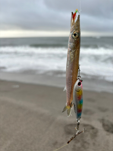 カマスの釣果