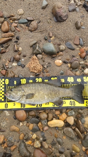 スモールマウスバスの釣果