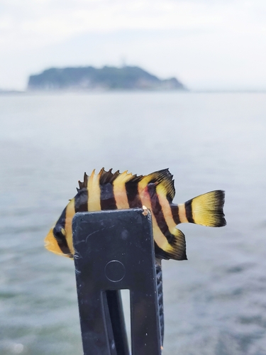 サンバソウの釣果