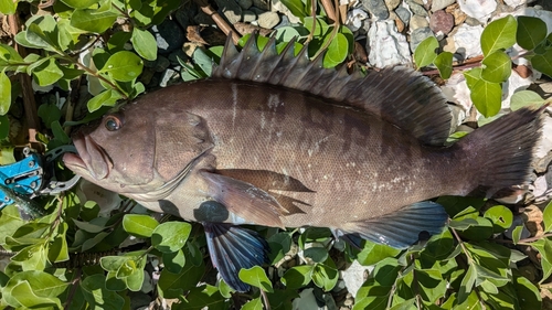 マハタの釣果