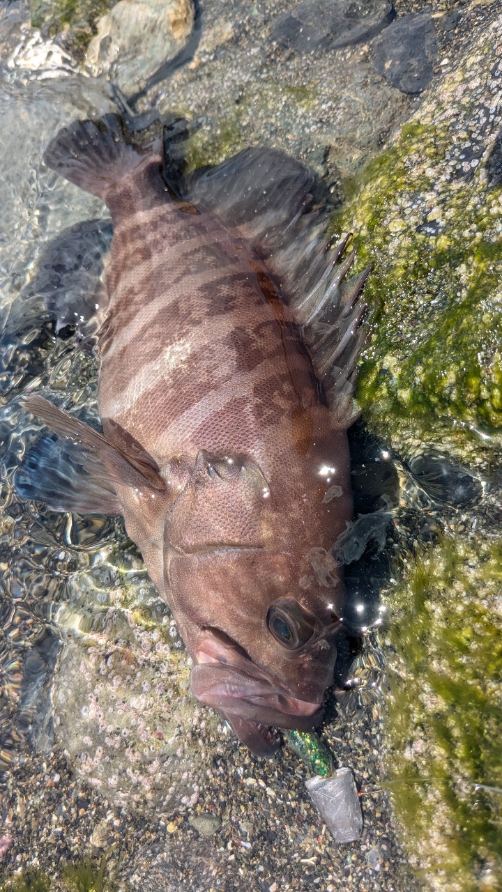 マハタ