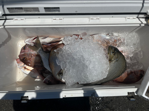 マダイの釣果