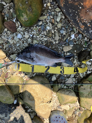 クロダイの釣果