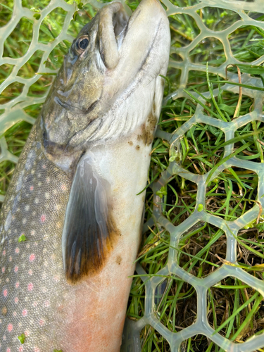 ニジマスの釣果