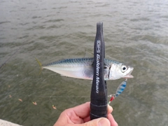 マサバの釣果