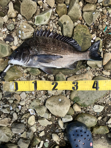 クロダイの釣果