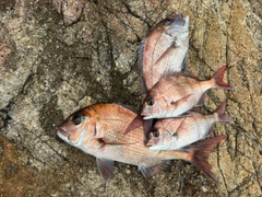 マダイの釣果