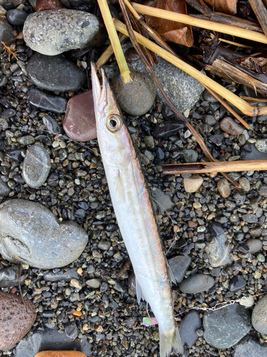 カマスの釣果