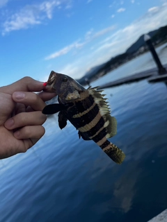 アオハタの釣果