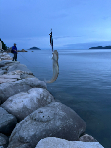 エソの釣果