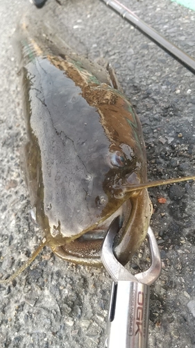 ニホンナマズの釣果