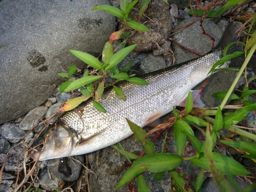 ウグイの釣果