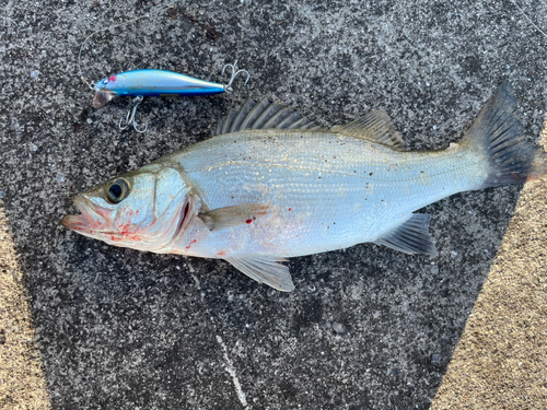 セイゴ（ヒラスズキ）の釣果