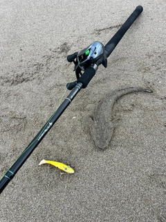 マゴチの釣果