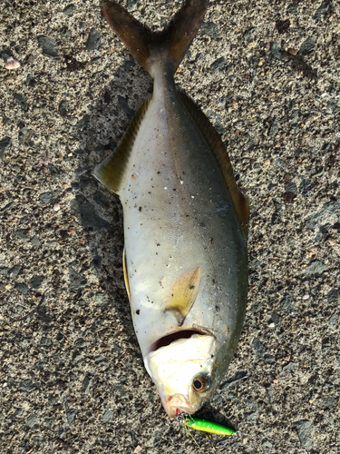 ショゴの釣果