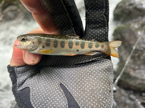 ヤマメの釣果