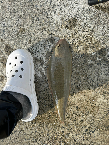 マゴチの釣果