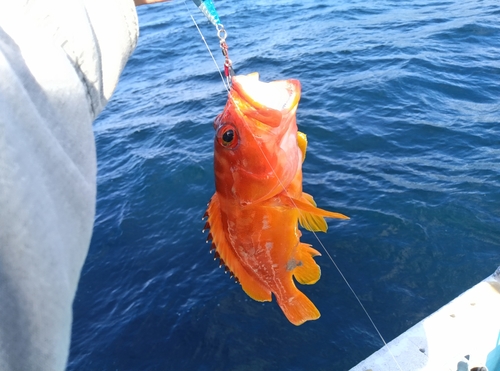 アカハタの釣果