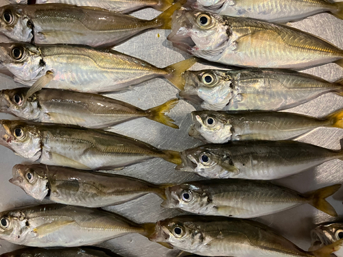 アジの釣果