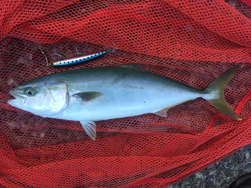 イナダの釣果