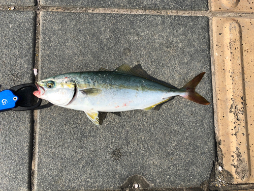 ツバスの釣果