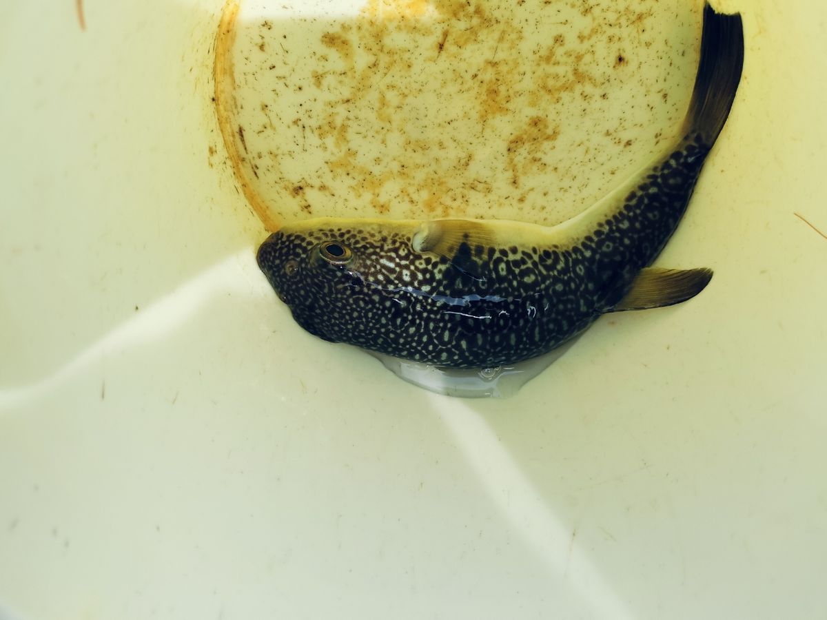 オーツカさんの釣果 2枚目の画像