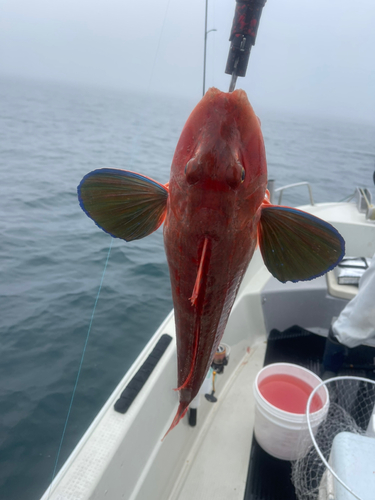 ホウボウの釣果