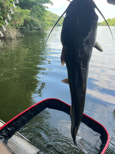 アメリカナマズの釣果