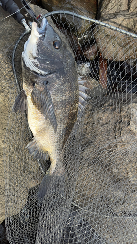 クロダイの釣果