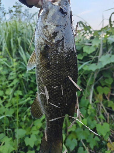 スモールマウスバスの釣果