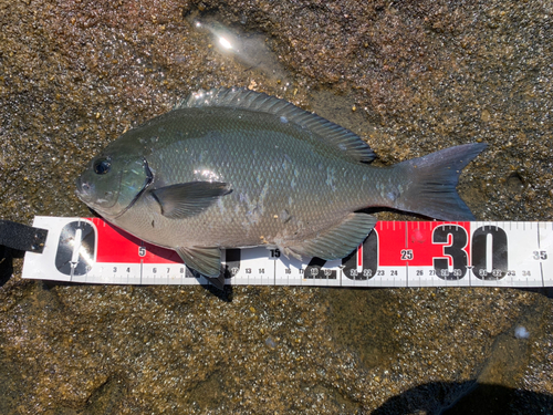 グレの釣果