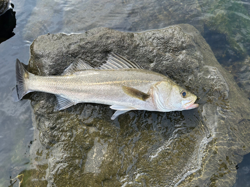 スズキの釣果