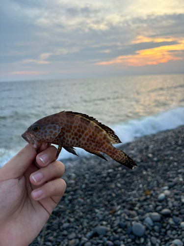 オオモンハタの釣果