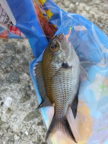 スズメダイの釣果