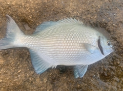 イスズミの釣果