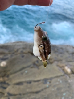 キタマクラの釣果